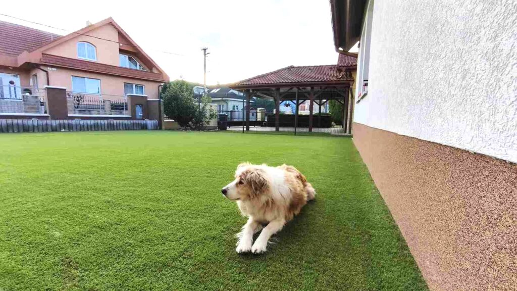 Pes leží na kvalitnom umelom Holandskom trávniku® Aura