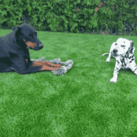 Bez chémie, bez blata, bez výhovoriek. Umelý trávnik pre psa vydrží aj veľkých hráčov – pohodlne, bezpečne a s úsmevom. Dva psy – doberman a dalmatínec – ležia na umelej tráve a hrajú sa s lanovou hračkou v záhrade.