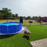 Aj pri bazéne môžete mať krásny zelený povrch – bez šmykov a bez blata. Anglický buldog sa prechádza po umelej tráve pri nadzemnom bazéne.